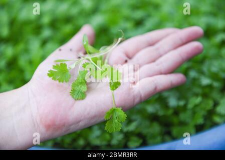 Koriander Pflanzenblatt auf Hand Kommissionierung in der graden Natur Hintergrund / Grüne Koriander Blätter Gemüse für Lebensmittel Zutaten Stockfoto