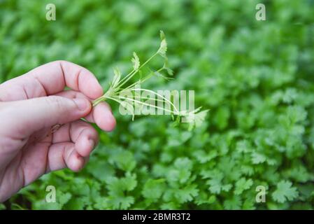 Koriander Pflanzenblatt auf Hand Kommissionierung in der graden Natur Hintergrund / Grüne Koriander Blätter Gemüse für Lebensmittel Zutaten Stockfoto