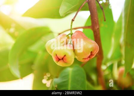 Rosenapfel Obst Sommer hängen an den Baum / Rosenapfel Baum in Obstgarten in Thailand Stockfoto