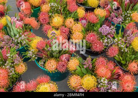 Gelbe und orange Proteas oder sugarbuschblüten Wildblumen. Präsentation des Blumenmarktes Stockfoto