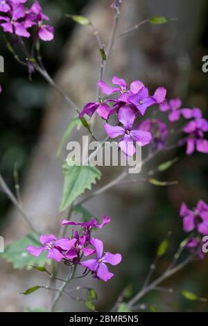 Jährliche Ehrlichkeit Lunaria annua in Blüte im Frühjahr, North Yorkshire, Großbritannien. Stockfoto