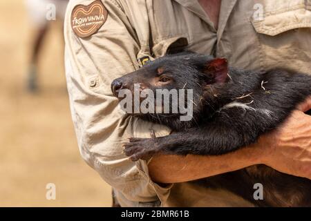 Ein Mann, der einen Tasmanischen Teufel im Trowunna Sanctuary hält Stockfoto