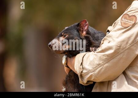 Ein Mann, der einen Tasmanischen Teufel im Trowunna Sanctuary hält Stockfoto