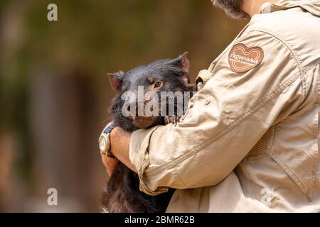 Ein Mann, der einen Tasmanischen Teufel im Trowunna Sanctuary hält Stockfoto