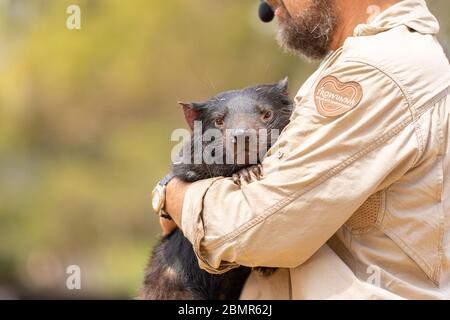 Ein Mann, der einen Tasmanischen Teufel im Trowunna Sanctuary hält Stockfoto