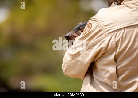 Ein Mann, der einen Tasmanischen Teufel im Trowunna Sanctuary hält Stockfoto