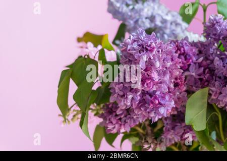 Lila lila lila floralen Hintergrund. Blühende lila lila lila Blüten auf lila rosa Hintergrund Stockfoto