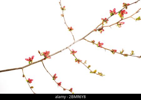 Ungeöffnete Knospen von blühendem Quitte (Chaenomeles speciosa) Stockfoto