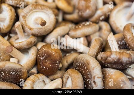 Nahaufnahme von essbaren Agaric Pilzen am Bauernmarkt Stall. Stockfoto