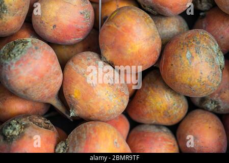 Nahaufnahme eines Lebensmittelfotos von gelben Rüben am Bauernmarkt. Stockfoto