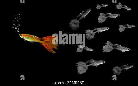 Positiver Unterschied. Guppy Fische im Aquarium. Mehrfarbige Poecilia reticulata isoliert auf schwarzem Hintergrund mit Beschneidungspfad. Stockfoto