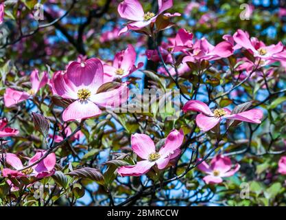 Blühende rosa Hundebäume an einem sonnigen Frühlingstag mit einem verschwommenen Hintergrund in Pittsburgh, Pennsylvania, USA Stockfoto