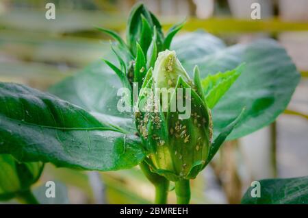 Die junge Blütenknospe des gelben Hibiskus blüht am Ende Stockfoto