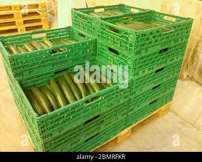 Gurkenfarm Gewächshaus. Das Wachstum und die Blüte der Gewächshausgurken. Anbau von Bio-Lebensmitteln. Gurken ernten Stockfoto