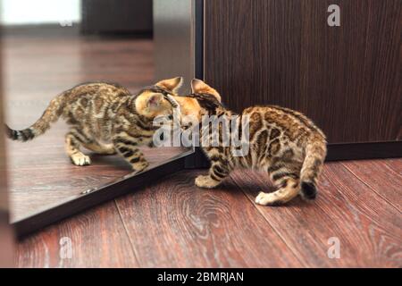 Niedliche neugierige bengalische Kätzchen, die in den Spiegel schauen Stockfoto