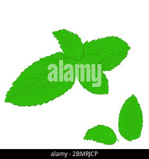 Realistischer Stil mint Blätter auf weißem Hintergrund Stock Vektor