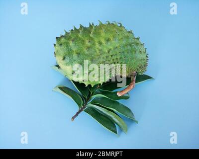 soursop Obst auf dem blauen Hintergrund. Soursop ist die Frucht von Annona muricata, einem Laub, blühenden, immergrünen Baum. Stockfoto