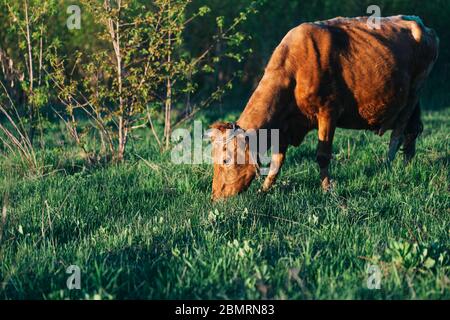 Eine schöne Kuh grast auf dem Feld, die Kuh frisst frisches grünes Gras, ein sauberes Umweltprodukt Stockfoto