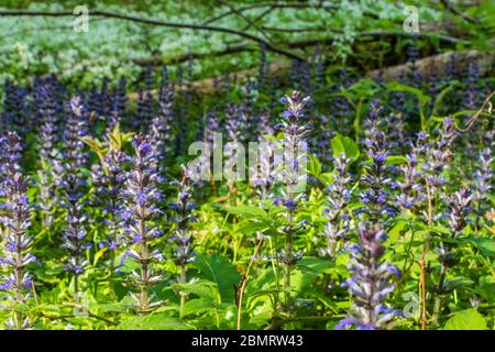 Klausen-Leopoldsdorf: Blühender Kriechender Günsel (Ajuga reptans, auch bekannt als Waldhorn, Blaues Waldhorn, Waldkrautkraut, Waldkrautkraut, Teppichkrautkraut Stockfoto