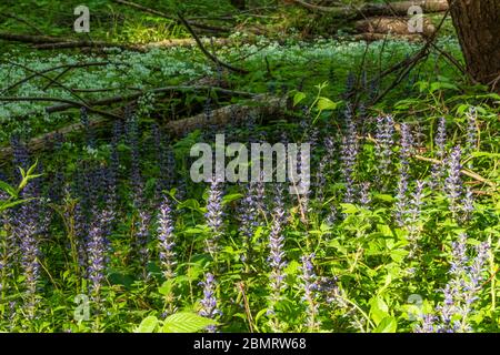 Klausen-Leopoldsdorf: Blühender Kriechender Günsel (Ajuga reptans, auch bekannt als Waldhorn, Blaues Waldhorn, Waldkrautkraut, Waldkrautkraut, Teppichkrautkraut Stockfoto