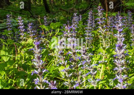 Klausen-Leopoldsdorf: Blühender Kriechender Günsel (Ajuga reptans, auch bekannt als Waldhorn, Blaues Waldhorn, Waldkrautkraut, Waldkrautkraut, Teppichkrautkraut Stockfoto