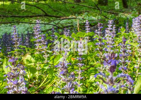 Klausen-Leopoldsdorf: Blühender Kriechender Günsel (Ajuga reptans, auch bekannt als Waldhorn, Blaues Waldhorn, Waldkrautkraut, Waldkrautkraut, Teppichkrautkraut Stockfoto