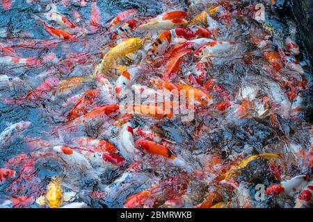 Eine Gruppe von Koi oder jinli oder nishikigoi oder Brokatkarpfen - die farbigen Sorten von Amur Karpfen oder Cyprinus rubrofuscus, die im Freiluft-Koi-Teich gehalten werden Stockfoto