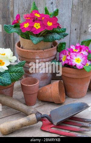 Frühling Garten, Stillleben mit Blumen. Stockfoto