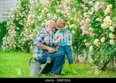 Blume Rose Pflege und Bewässerung. Großvater mit Enkel zusammen im Garten. Gärtner im Garten. Hobbys und Freizeit. Enkel und Großvater spe Stockfoto