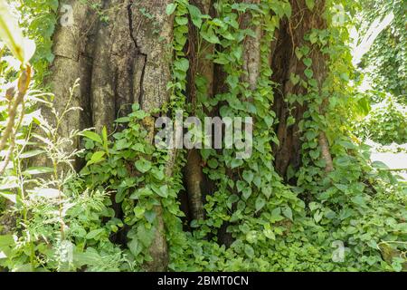 Großer alter Baum mit Lianen bewachsen bei Borobudur auf Java, Inda Stockfoto