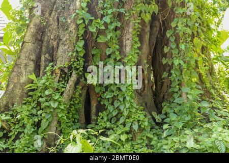 Großer alter Baum mit Lianen bewachsen bei Borobudur auf Java, Inda Stockfoto