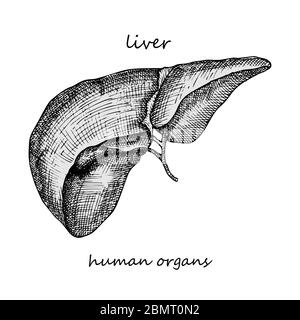 Leber. Realistische handgezeichnete Ikone der inneren Organe des Menschen. Gravur Kunst. Skizzenstil. Design-Konzept für Ihre medizinischen Projekte post viral Stock Vektor