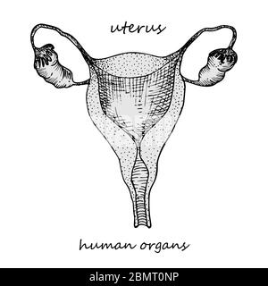 Uterus. Realistische handgezeichnete Ikone der inneren Organe des Menschen. Gravur Kunst. Skizzenstil. Design-Konzept für Ihre medizinischen Projekte post viral Stock Vektor