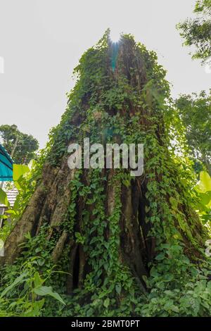 Großer alter Baum mit Lianen bewachsen bei Borobudur auf Java, Inda Stockfoto