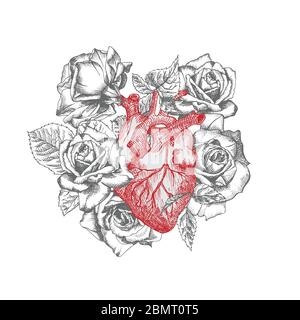 Herz mit Strauß Rosen realistische handgezeichnete Ikone des menschlichen inneren Organs und des Blumenrahmens. Gravur Kunst. Skizzenstil. Designkonzept für die Medizin Stock Vektor