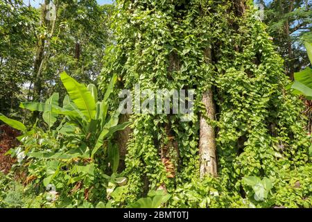 Großer alter Baum mit Lianen bewachsen bei Borobudur auf Java, Inda Stockfoto