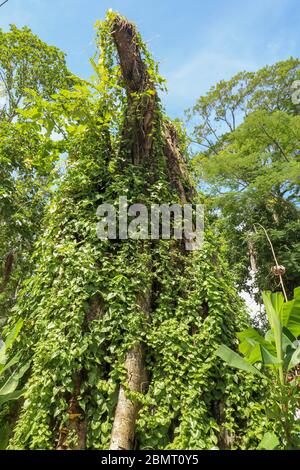 Großer alter Baum mit Lianen bewachsen bei Borobudur auf Java, Inda Stockfoto