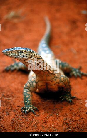 Ein Porträt einer australischen Perentie (Varanus giganteus) Warane, mit dem Kopf zur Seite gedreht. Gefunden in der Great Dividing Range. Stockfoto