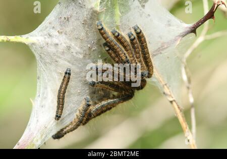 Eine Gruppe von Lackey Moth Caterpillar, Malacosoma neustria, die im Frühjahr in Großbritannien in einem Bramble-Busch auf ihrem Netz ruht. Stockfoto
