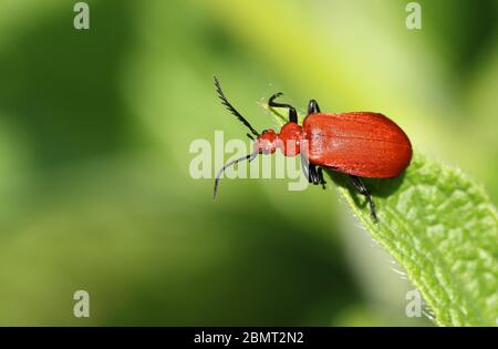 Ein atemberaubender Rotkopfkardinenkäfer, Pyrochroa serraticornis, thront im Frühling auf der Blattspitze. Stockfoto