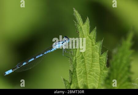 Eine neu aufgetauchte gewöhnliche blaue Damselfliege, Enallagma cyathigerum, die im Frühjahr auf einem Brennnesselblatt stechend. Stockfoto