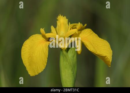 Eine wunderschöne gelbe Iris oder Wasserfahne Blume, Iris pseudacorus, wächst am Rande eines Sees in Großbritannien. Stockfoto