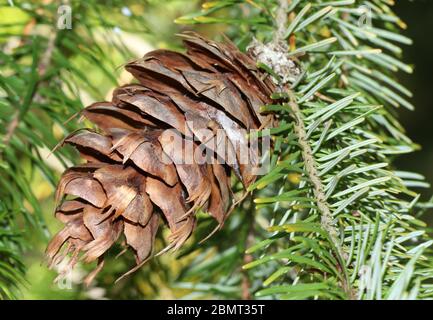 Ein Kegel eines Douglas-Tannenbaums, Pseudotsuga menziesii, der in den Wäldern Großbritanniens wächst. Stockfoto