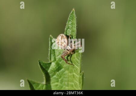 Eine jagende Krabbenspinne, Thomisidae, die im Frühjahr auf Brennnesselblättern rast. Stockfoto