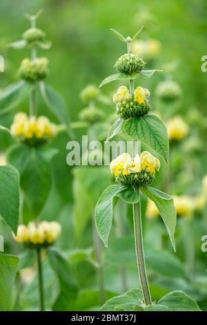 Kapuzen, hellgelbe Blüten von Phlomis russeliana, Jerusalem Sage, Türkischer Salbei Stockfoto