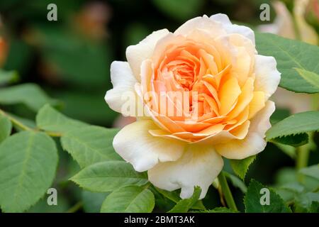 Einzelblüte mit Strauchrose duftend, englische Rose 'Grace'. Rosa 'Grace' Auskeppy Stockfoto