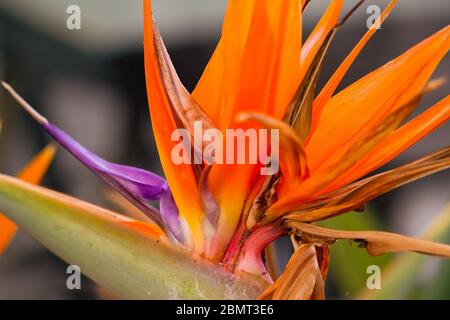 Bird Paradise Flower Strelitzia reginae und moderne Stadtbauten. Stockfoto