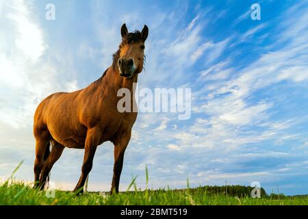 Ein braunes Pferd grast auf einer Wiese vor blauem Himmel Stockfoto