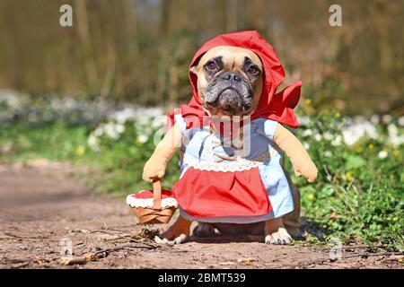 Lustige französische Bulldogge Dos verkleidet als Märchenfigur Rotkäppchen mit Ganzkörperkostümen mit gefälschten Armen trägt Korb im Wald Stockfoto