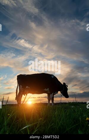 Eine Kuh grast auf einer Wiese in den Strahlen der untergehenden Sonne Stockfoto